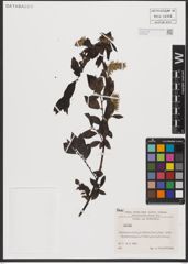 Foto von Salix L.